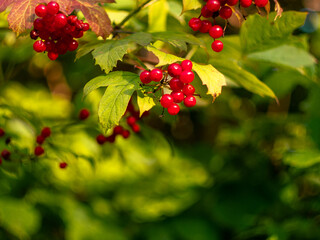 Viburnum opulus Guelder rose plant. Healthy red fruits growing in Carpathian Mountains forest, Ukraine, Europe. Immune system boosting Treatment against as cough, colds, tuberculosis, rheumatic aches.