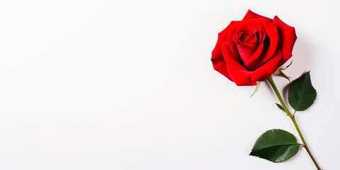 Rosa roja con gran flor y tallo en fondo blanco con espacio para texto.