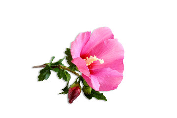 beautiful pink hibiscus also known in india as jasud flower,Chinese hibiscus,China rose,Hawaiian hibiscus,rose mallow blooming isolated on cutout transparent background,png format