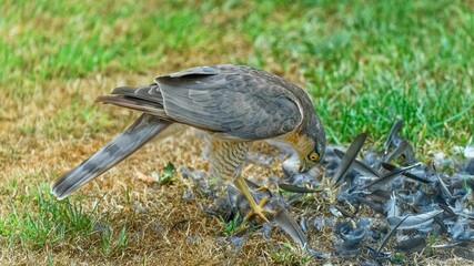 Small Sparrow Hawk bird perched on the ground