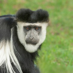 Obraz premium Close-up shot of a monkey seated on a lush green grassy surface