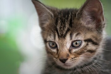 Naklejka na ściany i meble Adorable small kitten with big bright eyes