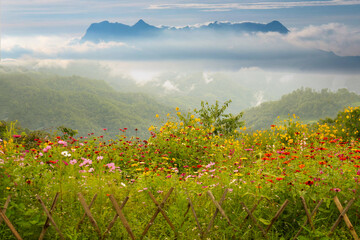 Hadubi Camping Viewpoint, view of Doi Luang Chiang Dao mountain in the morning with thick fog. with celosia cristata Asian cockbomb flower Wiang Haeng District, Chiang Mai, Thailand