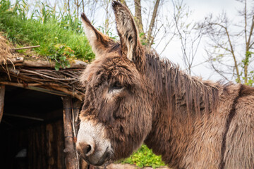 Head of a brown domestic donkey in profile