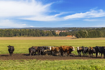 Cows in a farm. Early autumn.
