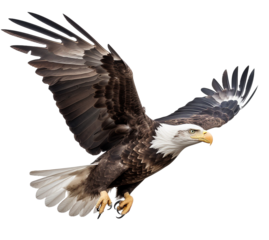 An American eagle flies gracefully on a transparent background.