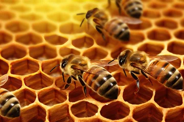 Fotobehang Honey Bees at Work on a Honeycomb,bee on honeycomb,bees on honeycomb,bee and honey,bees and honeycomb © Moon