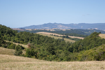 Fototapeta premium Rural countryside landscape of Tuscany hills. The Tuscany region is characterized by the cultivation of wheat, olives, vineyards and cypress passages.
