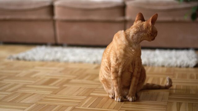 Red cat Devon Rex in the apartment 