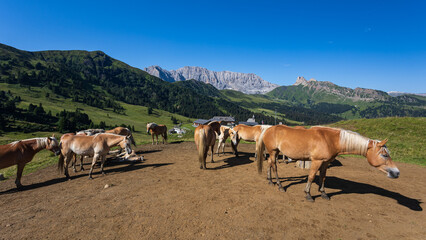 Obraz premium cavalli al pascolo - alpe di Siusi