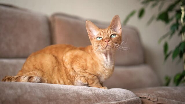 Red cat Devon Rex in the apartment 