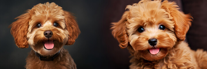 Pet love banner. Set of ginger Maltipoo pups shots on dark background, close-up. Maltipoo dog...