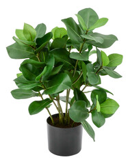 Beautiful tree on a pot