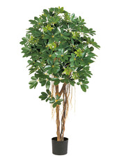  tree on white background