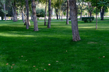 Obraz premium a beautiful green grass with a cleaned area in Central Asia