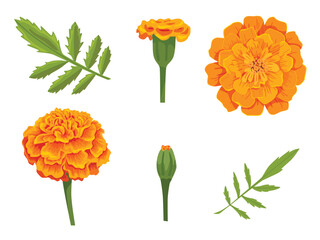 Vector orange marigold flower isolated on white background
