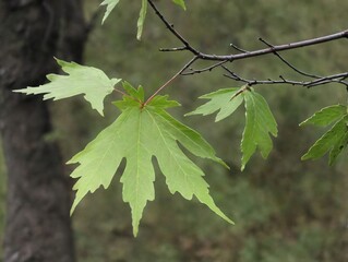 Fototapeta premium A Branch With Green Leaves Hanging From It
