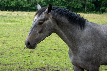 Naklejka na ściany i meble A majestic dark grey horse is captured in a serene side view portrait, standing gracefully in a picturesque meadow, epitomizing the beauty of equine elegance. Side View Portrait of Dark Grey Horse