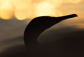 Silhouette of Socotra cormorant and bokeh of light during sunrise, Bahrain