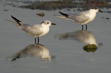 A pair of Gull-billed tern at Arad coast, Bahrain