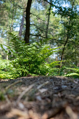 A close-up capture of a vibrant fern, central and sharply in focus, set against a beautifully defocused background of the lush forest, offering a tranquil woodland scene. Fern on Log in Forest Close