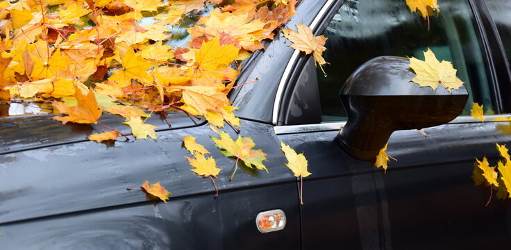 Laubfall im Herbst, Auto ist bedeckt mit gelben Ahornblättern die vom Baum fallen