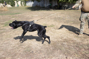 Portrait of an Italian Mastiff Cane Corso. Black and white Italian Mastiff Cane Corso outdoors. Walking training on a level paddock. Large breed of Roman gladiator dogs. The oldest dog breed