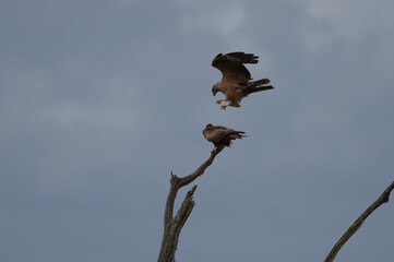 Milvus migrans - Black kite - Milan noir