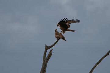 Milvus migrans - Black kite - Milan noir