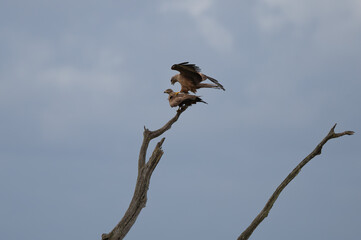 Milvus migrans - Black kite - Milan noir