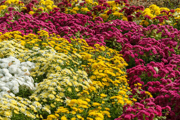 Beautiful chrysanthemum bushes yellow, red, white, pink, red colors