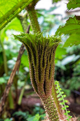 The emerging leaf of the giant Gunnera Manicata plant, also known as  brazilian giant-rhubarb, and...