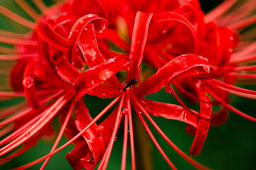 RED &Black