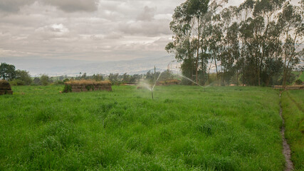 irrigation sprinkler operating in the center of a oatmeal field with trees on a cloudy day