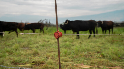 metal post supporting an electric fence surrounding a corral with bulls with green grass on a cloudy day