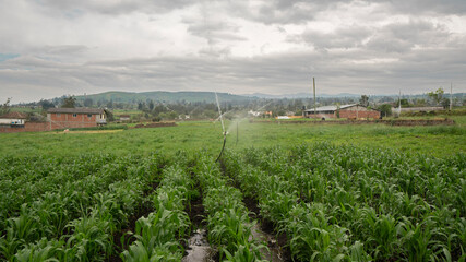 Fototapeta na wymiar irrigation sprinkler operating in the center of a corn field with houses and trees on a cloudy day