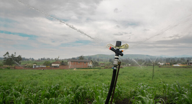 irrigation sprinkler running in the center of a corn field with houses and trees on a cloudy day