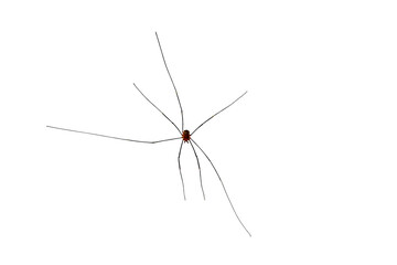 Small spider with long legs, on a transparent background