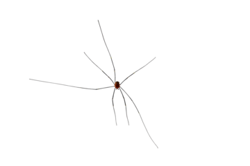 Small spider with long legs, on a transparent background