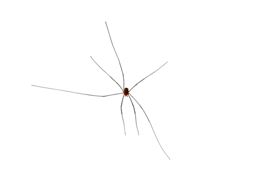 Small spider with long legs, on a transparent background