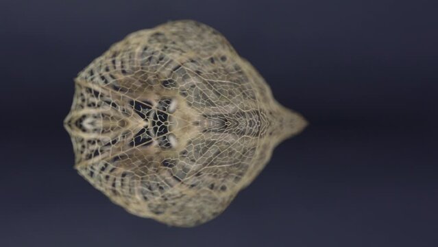 Physalis peruviana from dried as a skellet but decorative