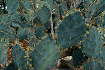 close up of cactus - obrazy, fototapety, plakaty
