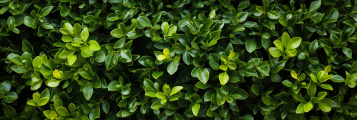Fototapeta na wymiar Green nature leaf for background