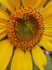 sunflower close up