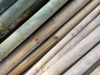 A bunch of new bamboo.