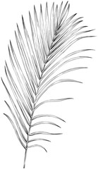Palm leaf on a white background. Hand drawn illustration, monochrome.