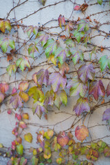 Wall decor of colorful leaves of vine outside house. Autumn foliage ivy on gray white concrete building wall, creative idea of siding. Pattern of faded leaves on facade of house decoration. Close up 