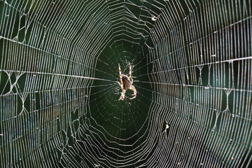 european cross spider in the center of its spiral web