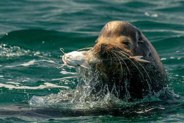 sea lion hunting fish in baja california - obrazy, fototapety, plakaty