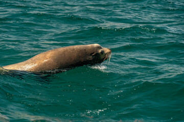 Fototapeta premium sea lion hunting fish in baja california